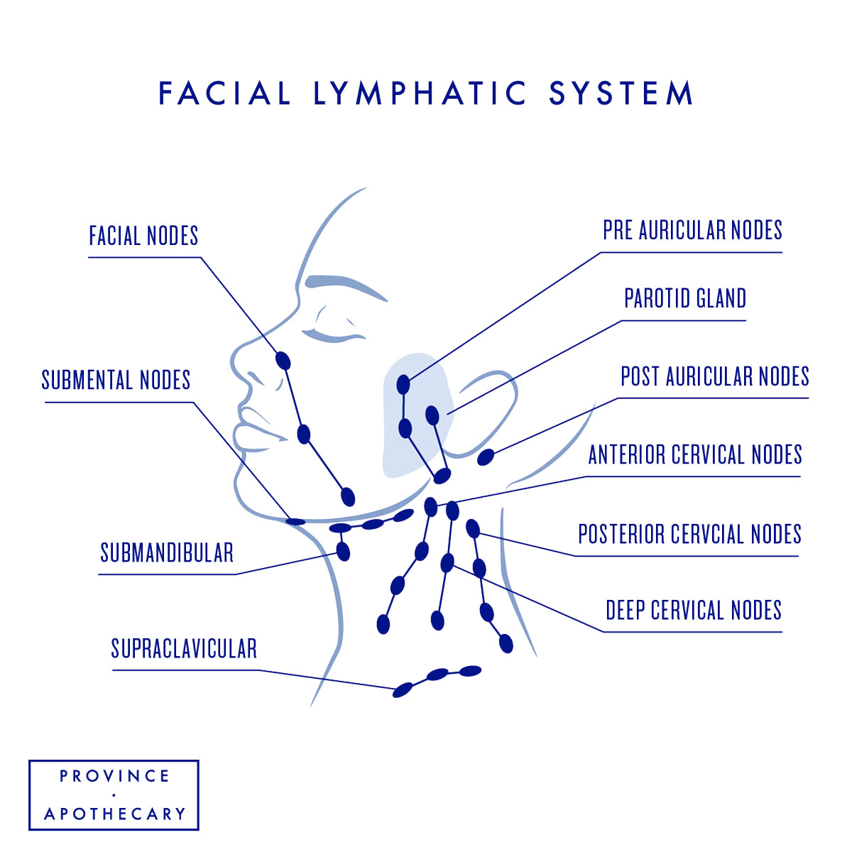 Lymph nodes illustration